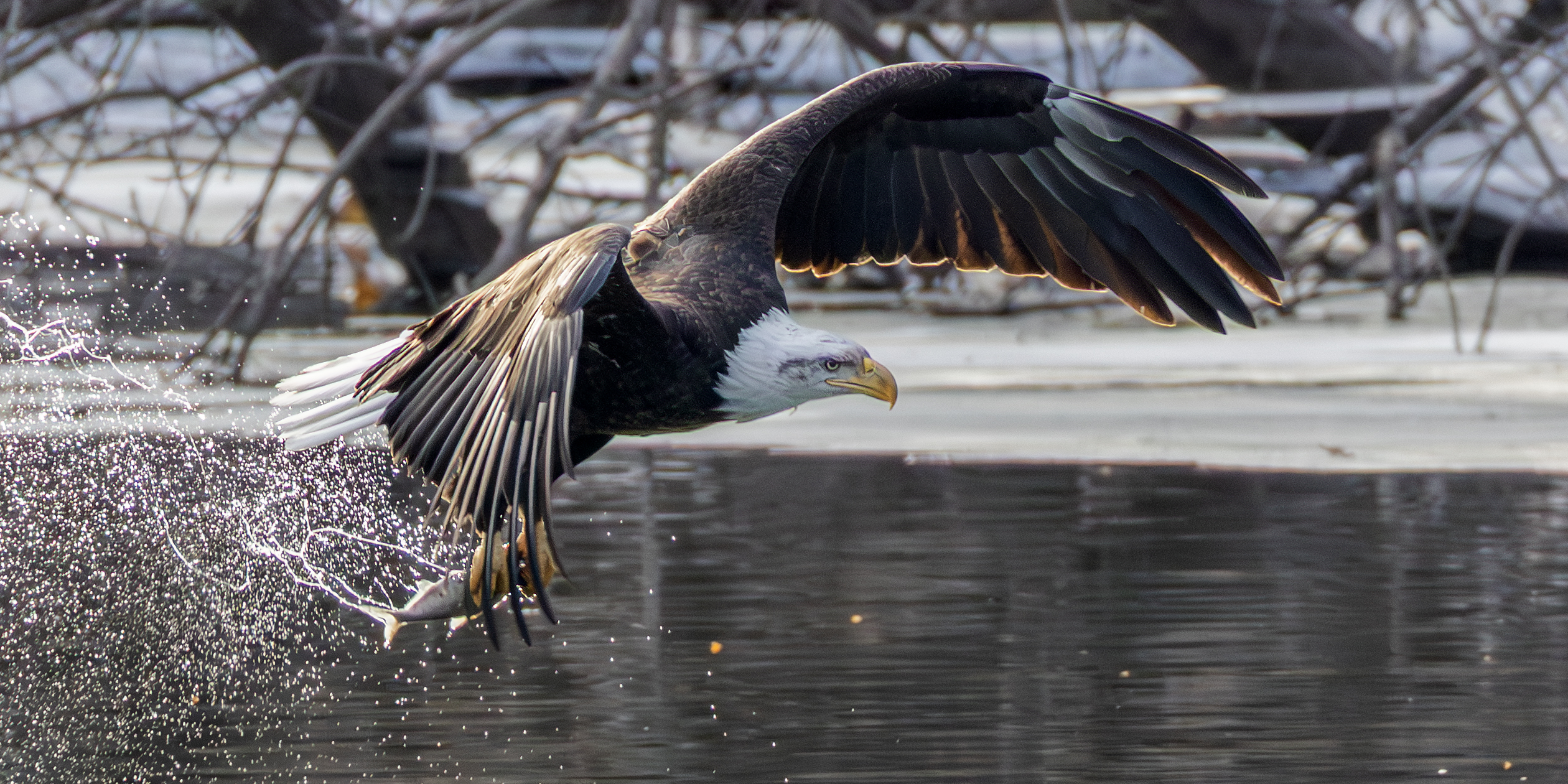 A bald eagle catching  a fish forbreakfast