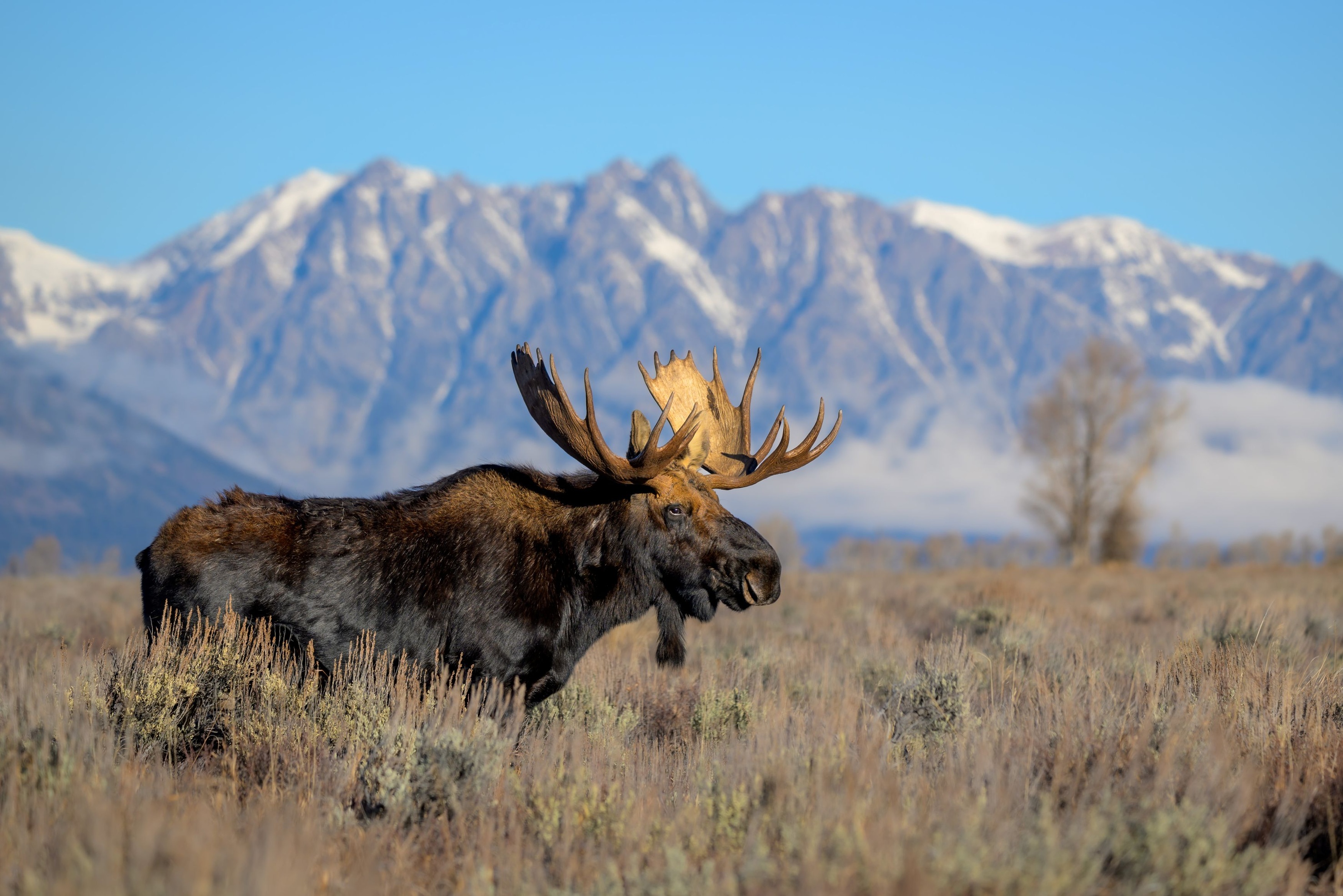 Bull Moose in Teton National Park