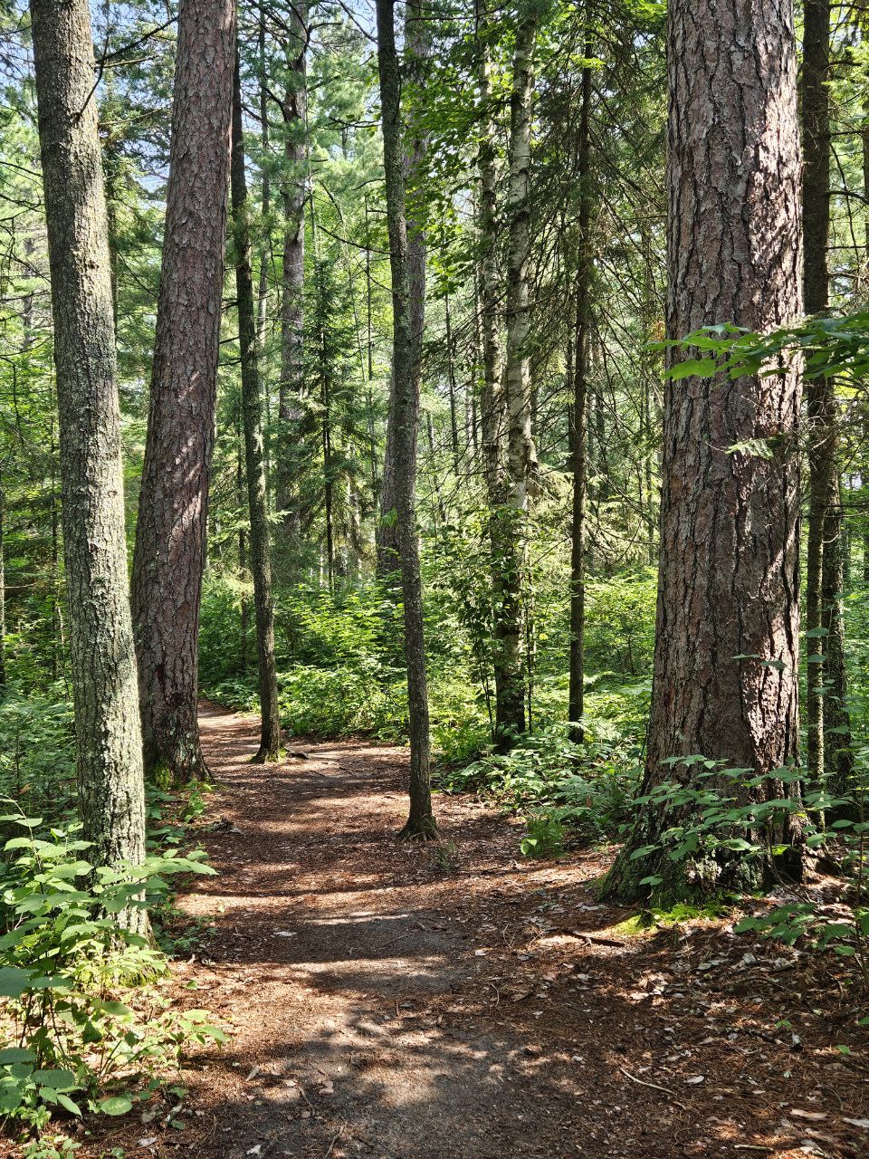 The Lost Forty in northern Minnesota