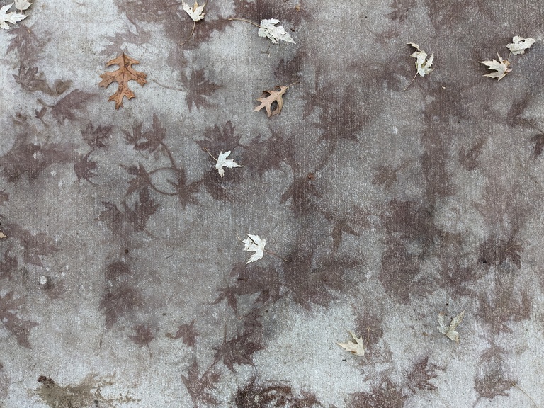 Doug Brenner, Leaf pattern on a winter sidewalk, Iowa City