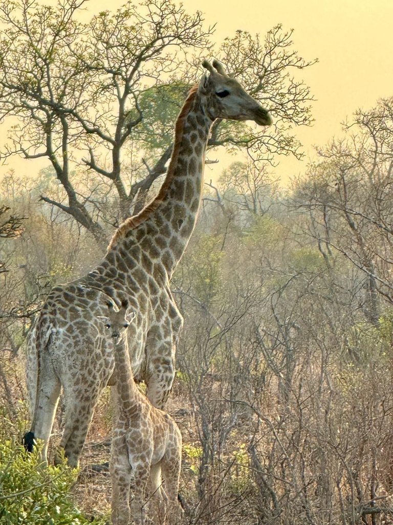 Giraffes in Africa
