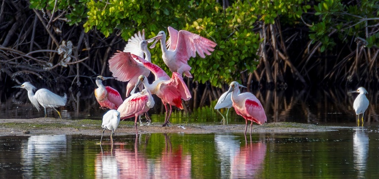 Roseate Spoonbills