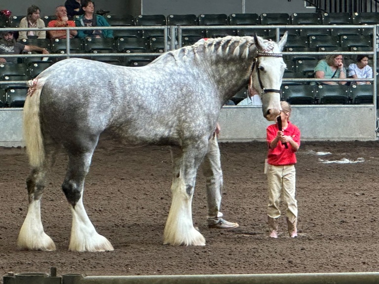 Horse at the Iowa State Fair