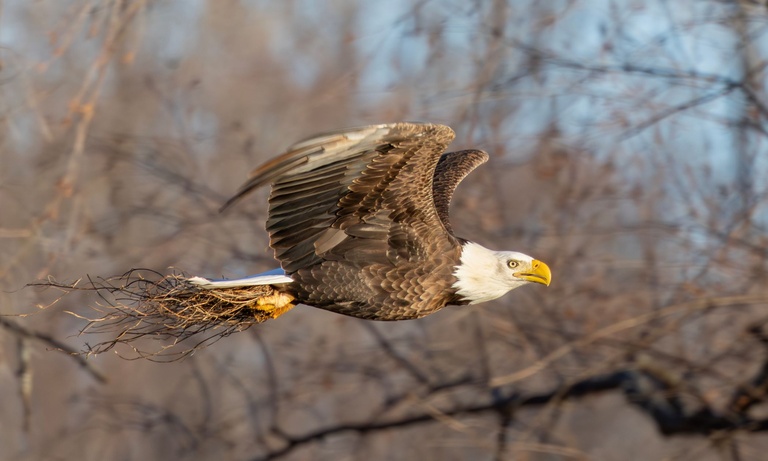 A bald eagle in flight